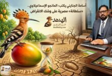 WhatsApp Image 2026 08 30 at 2.43.30 PM أسامة الجنايني يكتب: المانجو الإسماعيلاوي.. «سلطانة» مصرية على وشك الانقراض